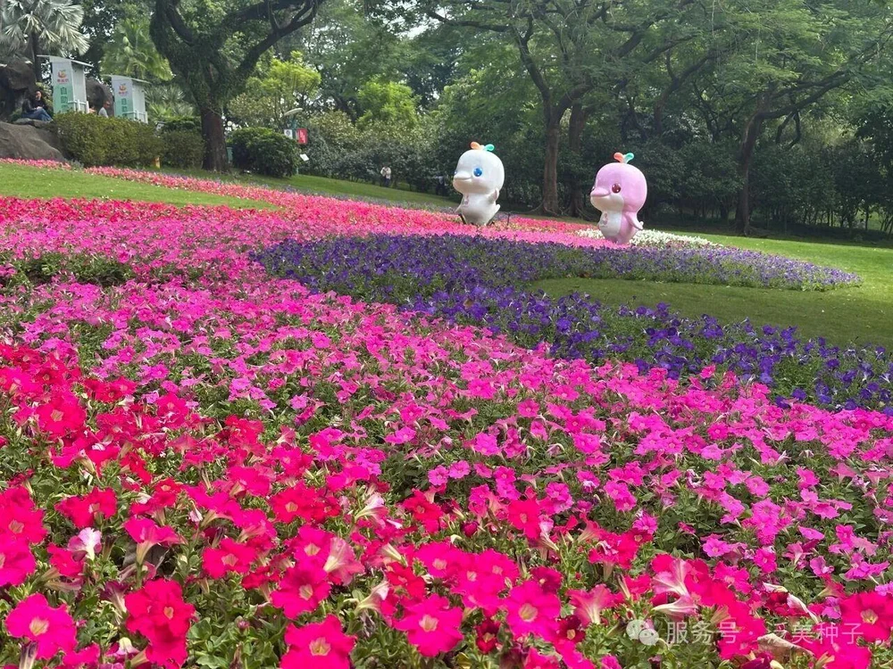 Единение с природой, исцеление души: пациенты международного онкологического центра отправились на теплую экскурсию в сад «Юньтай»