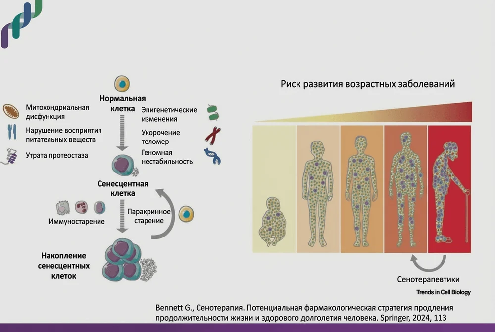 Сенолитики: как борьба со старением клеток помогает в профилактике рака