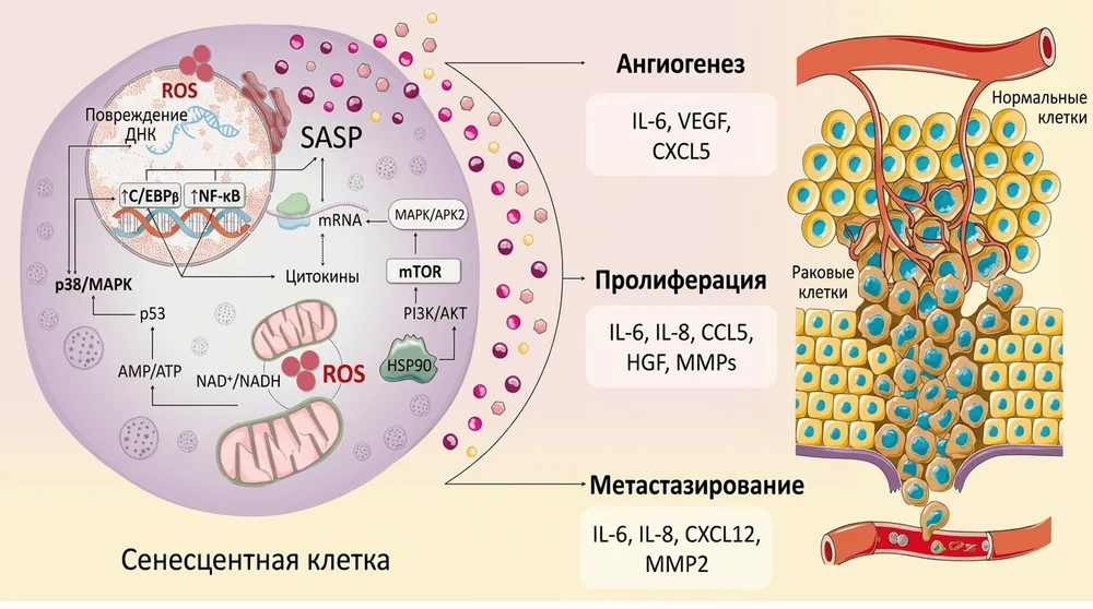Сенолитики: как борьба со старением клеток помогает в профилактике рака